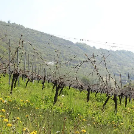 Weingut Kloster Pforta