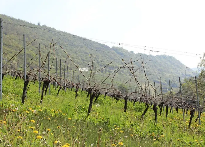 Weingut Kloster Pforta